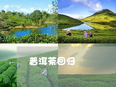 普洱茶回归/2023090566260