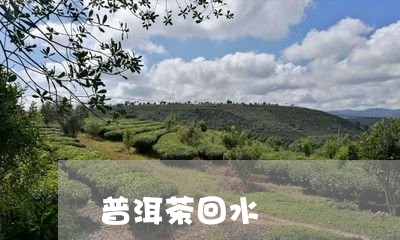 普洱茶回水/2023090500484