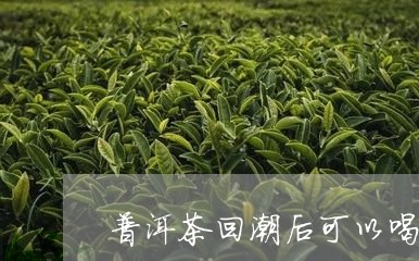 普洱茶回潮后可以喝吗/2023073142694