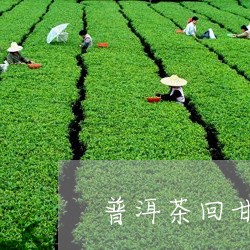 普洱茶回甘生津二小时/2023092777061