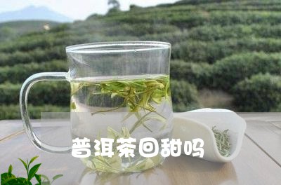 普洱茶回甜吗/2023042583546