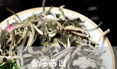 普洱茶因/2023110852936