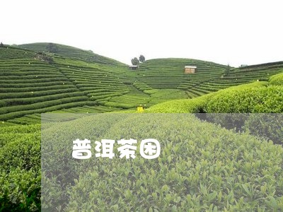 普洱茶困/2023083184945