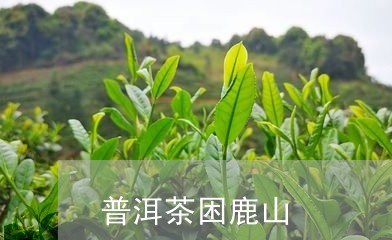 普洱茶困鹿山/2023042855161