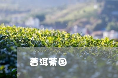 普洱茶国/2023121850614