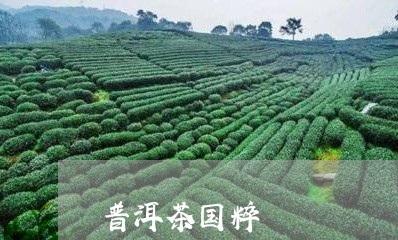 普洱茶国粹/2023090615040