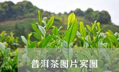 普洱茶图片实图/2023102630826