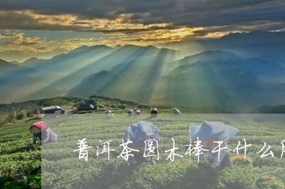 普洱茶圆木棒干什么用/2023061543935