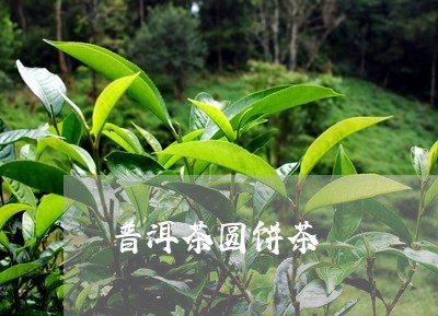 普洱茶圆饼茶/2023042811063