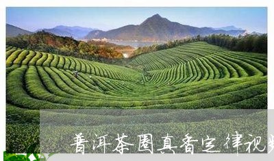 普洱茶圈真香定律视频/2023100515927