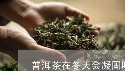 普洱茶在冬天会凝固吗/2023062206283