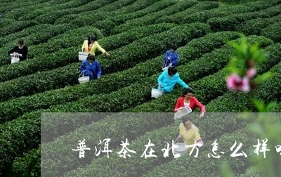 普洱茶在北方怎么样喝好/2023083035160