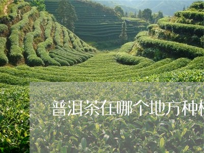 普洱茶在哪个地方种植/2023061460591