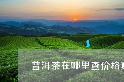 普洱茶在哪里查价格真假/2023083004148