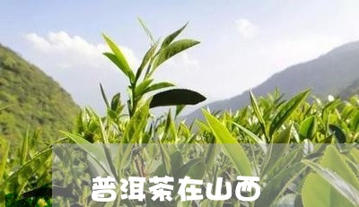 普洱茶在山西/2023042676716