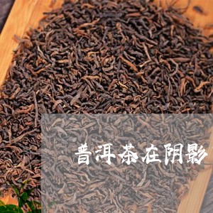 普洱茶在阴影下可以晒吗/2023112833946