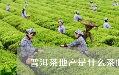 普洱茶地产是什么茶叶品种/2023112559582