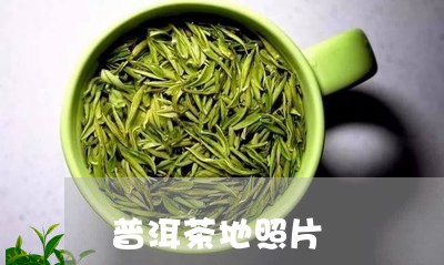 普洱茶地照片/2023042778125