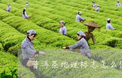 普洱茶地理标志怎么使用/2023102498150