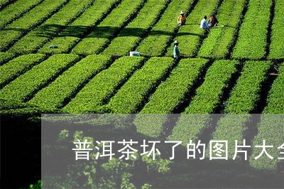 普洱茶坏了的图片大全真实/2023121613935