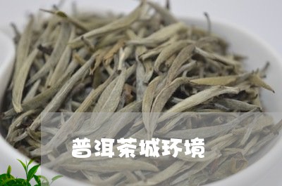 普洱茶城环境/2023042796593