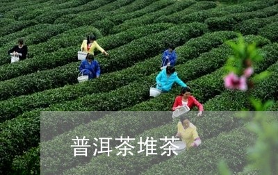 普洱茶堆茶/2023090620570