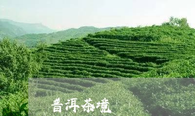 普洱茶境/2023110843694