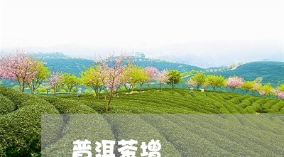 普洱茶增/2023110846461