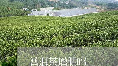 普洱茶增肥吗/2023042937059