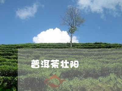 普洱茶壮阳/2023090641592