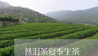 普洱茶夏季生茶/2023091533715