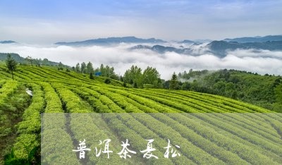 普洱茶夏松/2023081736260