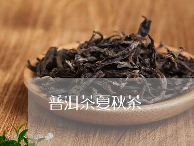 普洱茶夏秋茶/2023042861396