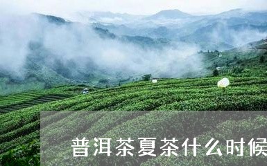 普洱茶夏茶什么时候采/2023073033925