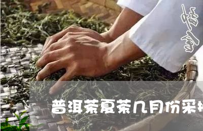 普洱茶夏茶几月份采摘的/2023110447057