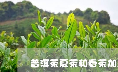 普洱茶夏茶和春茶加工/2023100823824