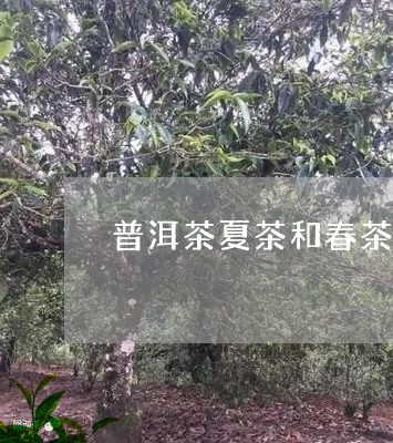 普洱茶夏茶和春茶区别/2023080358361