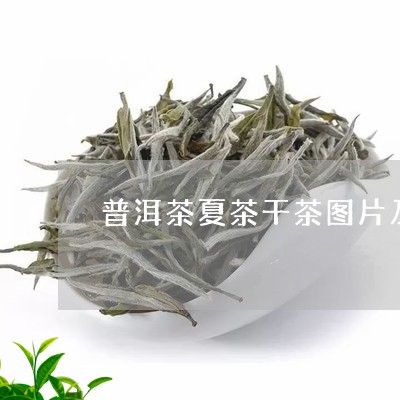 普洱茶夏茶干茶图片及价格/2023083024146