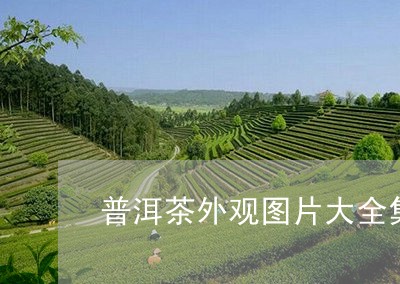 普洱茶外观图片大全集图/2023081626371