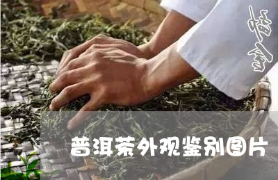 普洱茶外观鉴别图片/2023120555058