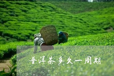 普洱茶多久一周期/2023121654248