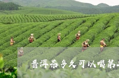 普洱茶多久可以喝第二次/2023112891893