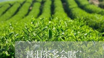 普洱茶多会喝/2023042799097