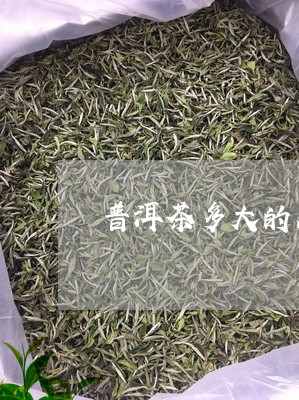 普洱茶多大的人可以喝/2023100856378