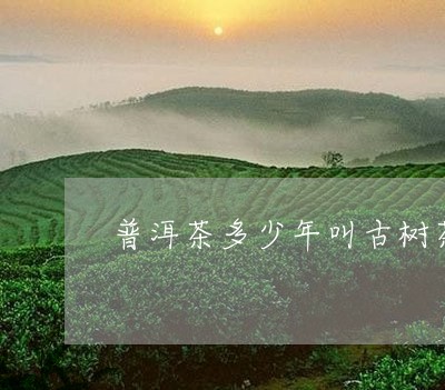 普洱茶多少年叫古树茶/2023062192948