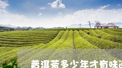 普洱茶多少年才有味道/2023072196269