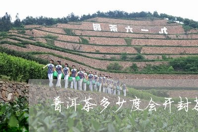 普洱茶多少度会开封茶/2023083095018