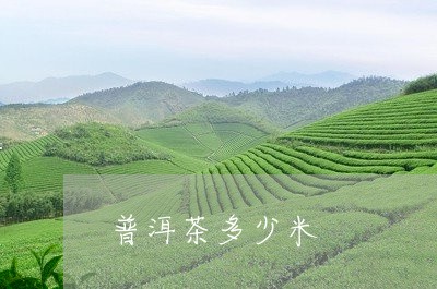 普洱茶多少米/2023042773360