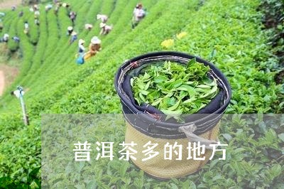 普洱茶多的地方/2023112656303