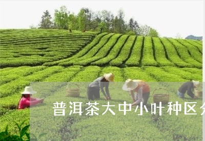 普洱茶大中小叶种区分/2023083083847